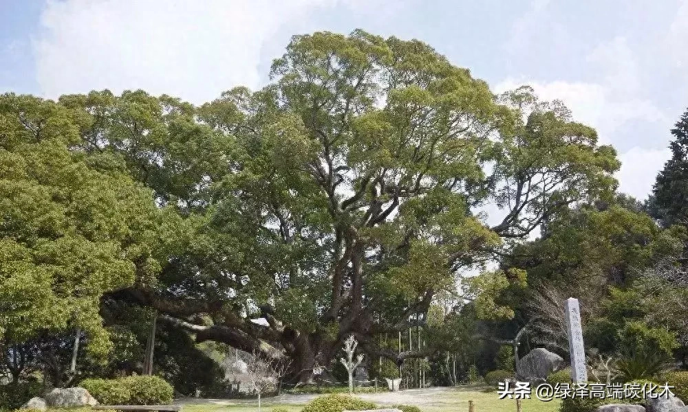 棕树的风水讲究_棕树风水含义_棕树风水