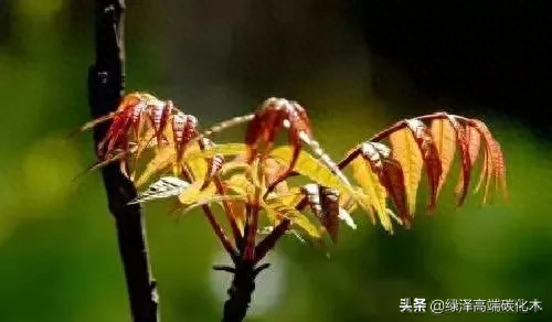 棕树风水含义_棕树的风水讲究_棕树风水