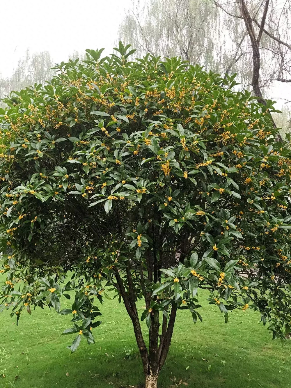 棕树风水含义_棕树的风水讲究_棕榈树风水学